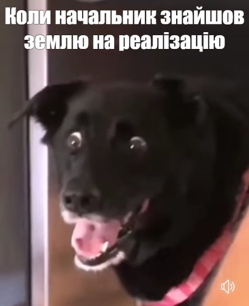 Удивленный пес