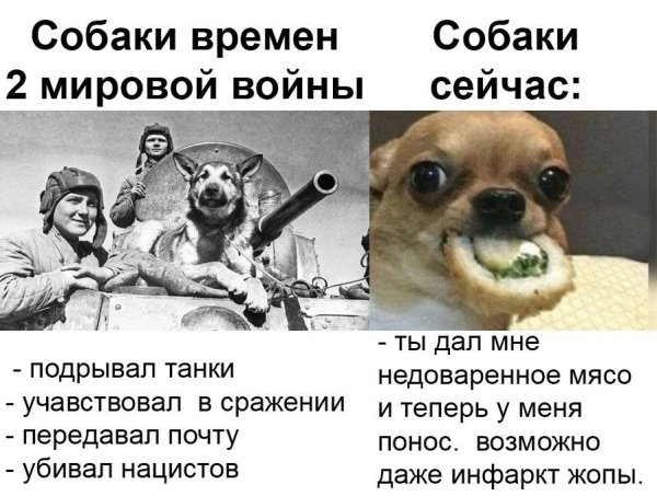 Собаки раньше