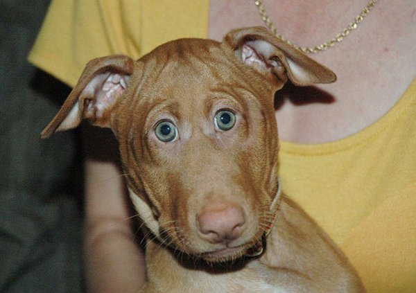 Солака с косыми глазами