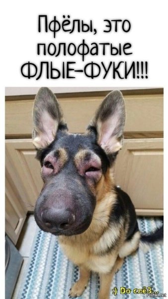 Собаку покусали пчелы