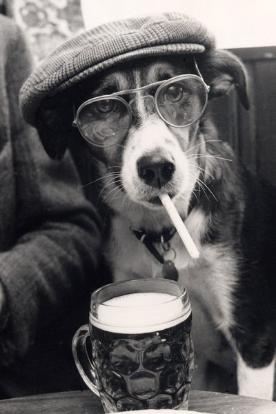 Собака с сигарой