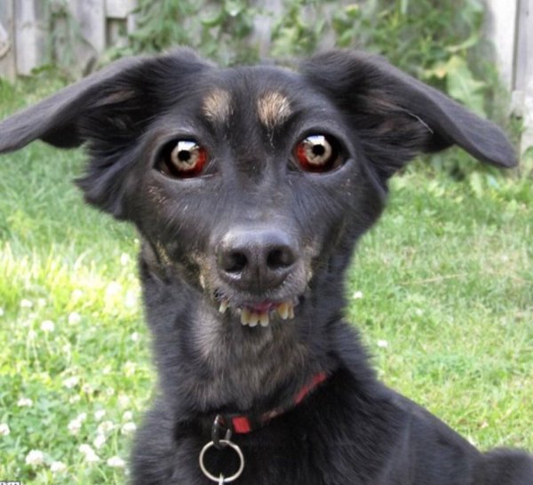 Метис порода собак