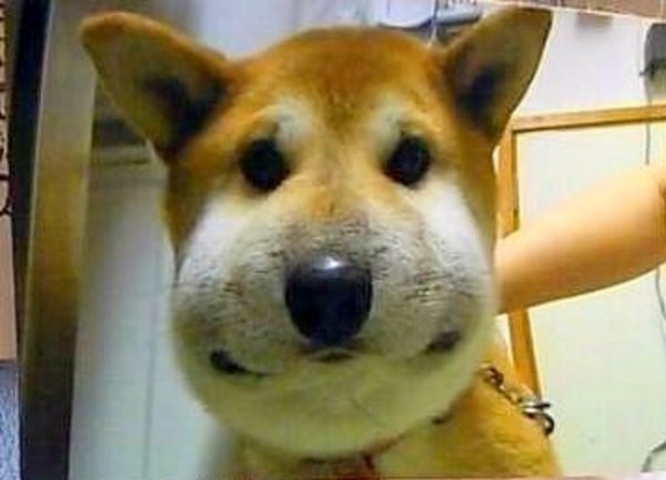 Собаку ужалила пчела