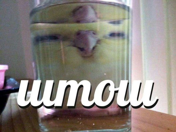 Мем штош с птицей