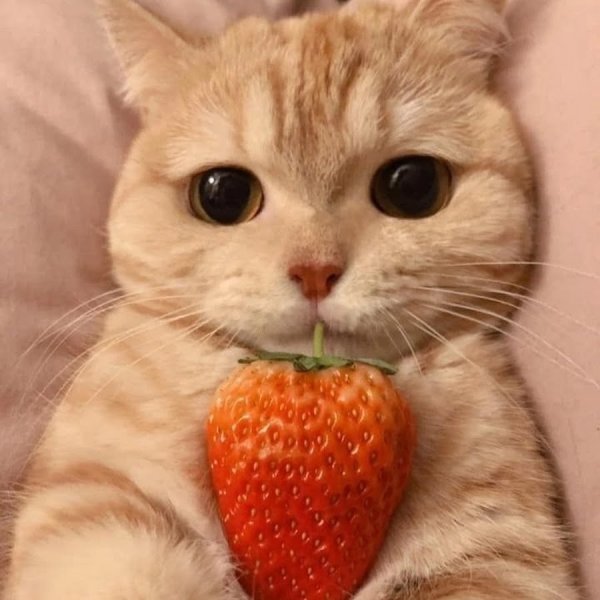 Клубничный кот