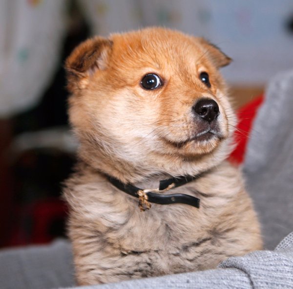 Хитрая собака