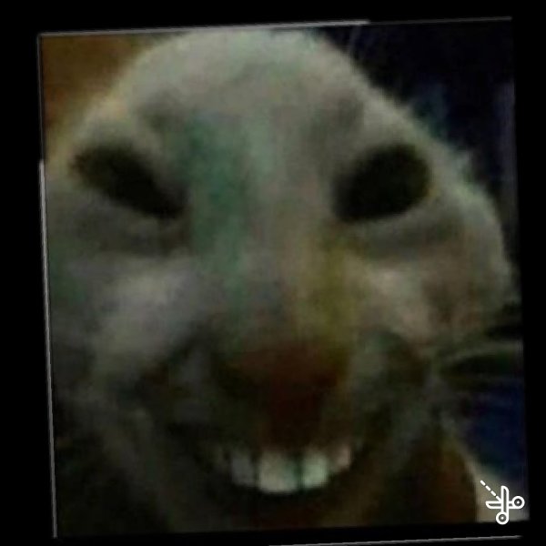 Кот улыбается с зубами