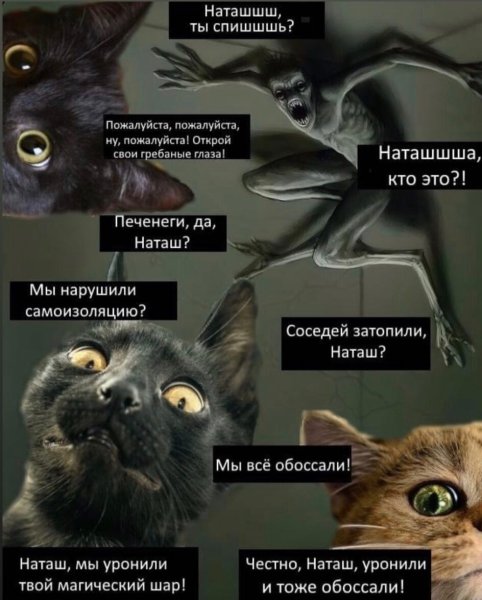 Про Наташу и котов