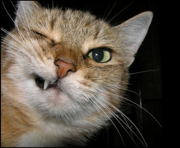 Кот хитро улыбается