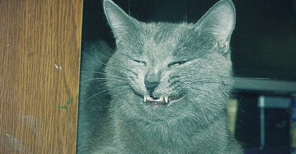 Кот с ехидной улыбкой