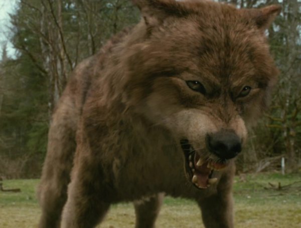 КВИЛ Сумерки волк