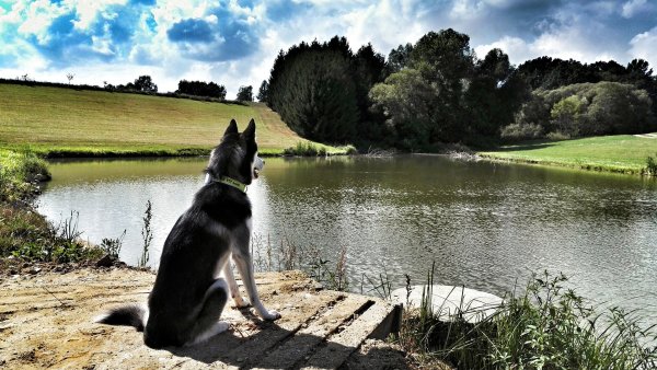 Собака в воде