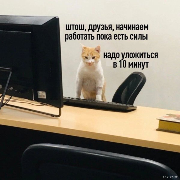 Коты в офисе