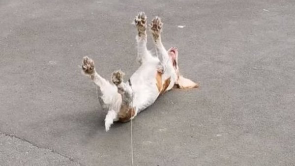 Собака с кегой