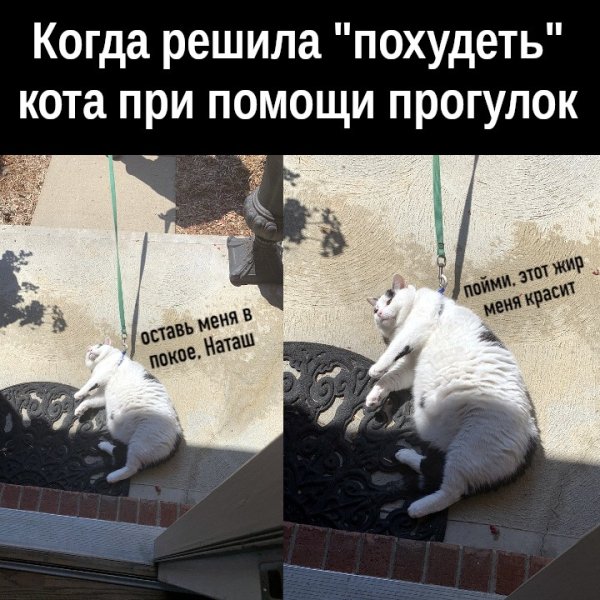 Мем про Наташу и котов