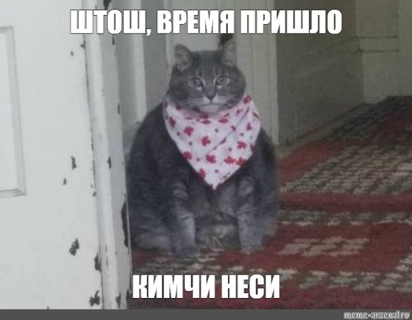 Штош Мем кот
