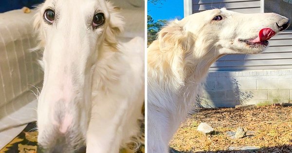 Борзая Эрис собака