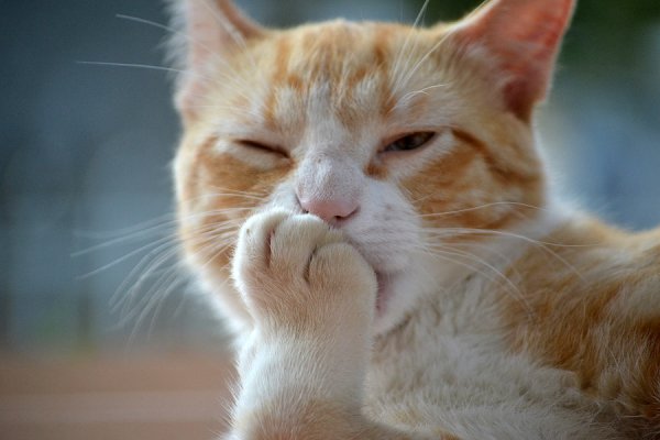 Кошка улыбается