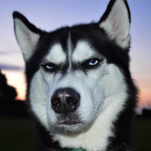 Злая собака хаски