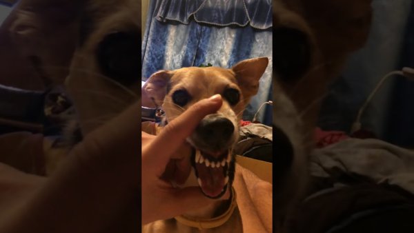 Собака ля ля