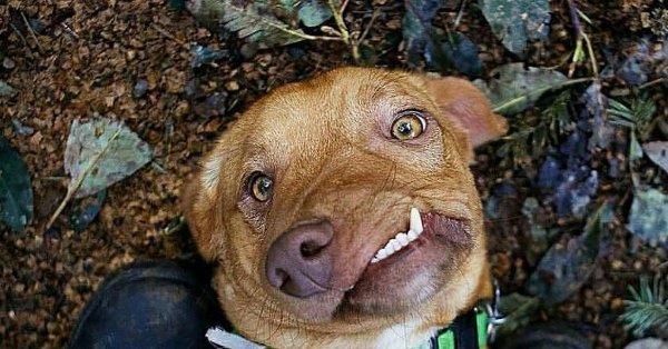 Собака с косыми глазами