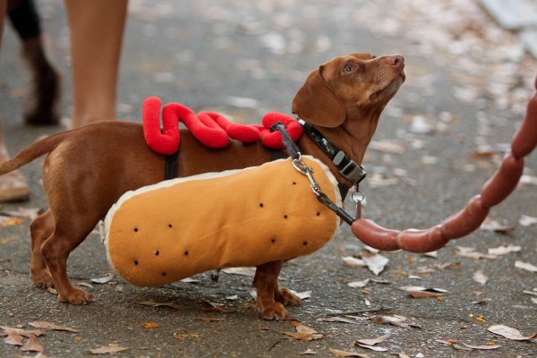 Hot Dog такса