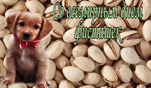 Всемирный день фисташек