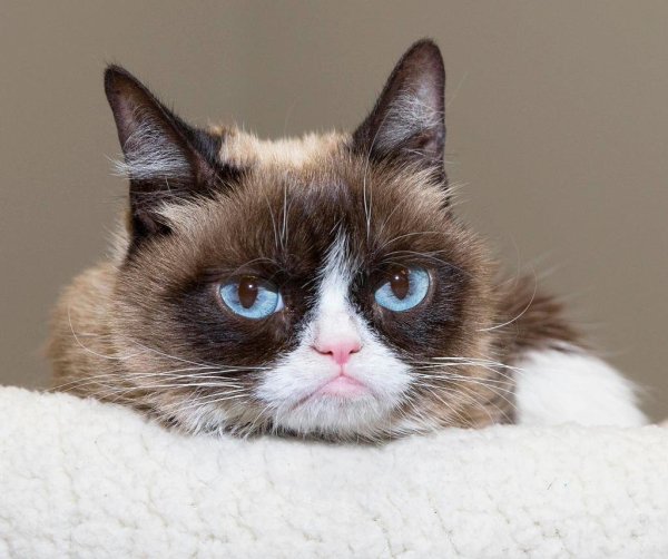 Сердитый кот Grumpy Cat