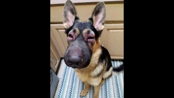 ПОЛОФАТЫЕ Фуки