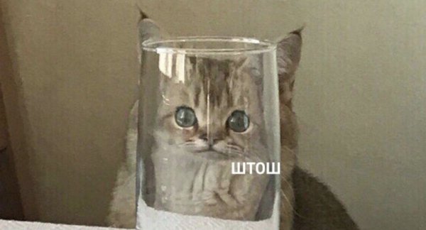 Штош котенок