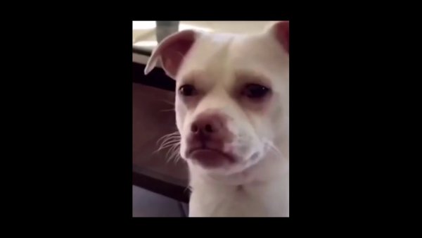 Собака ауф прикол