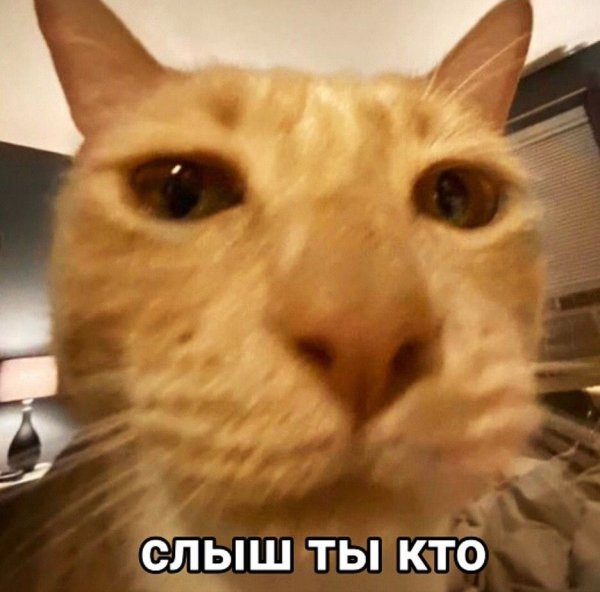 Кот ты кто