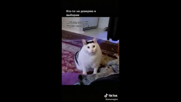 Кот который мяукает и кивает