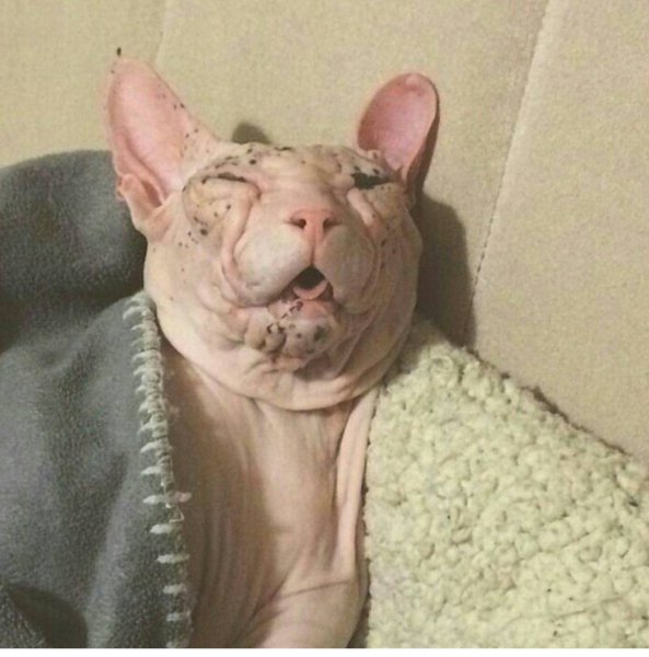 Всратые котики