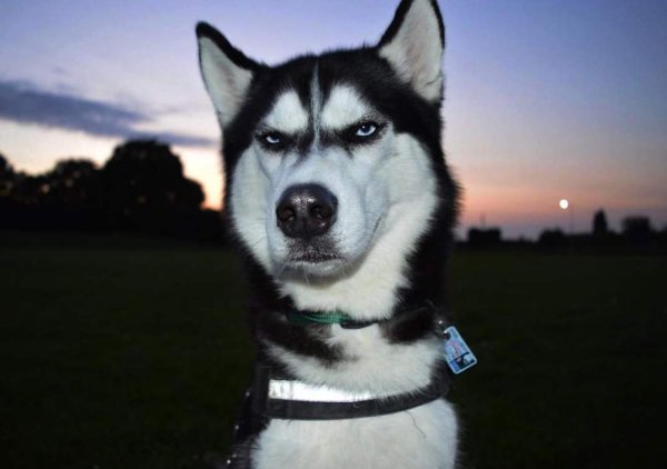 Хаски Ануко