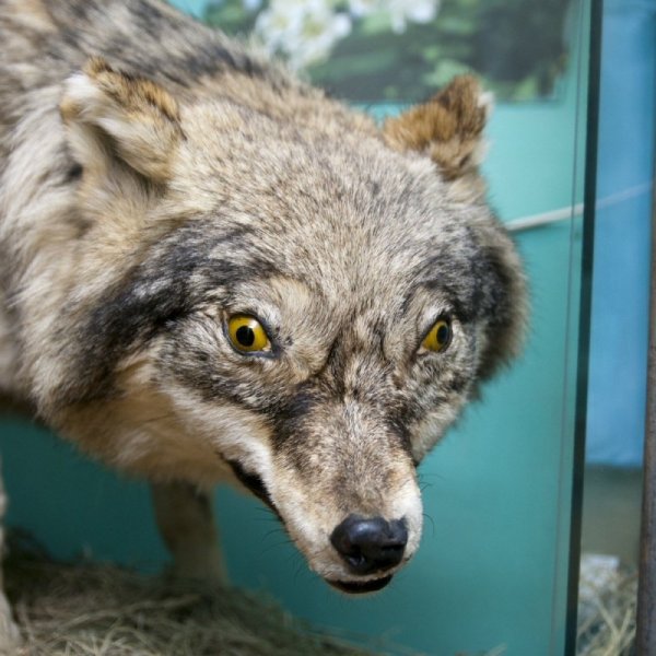 Упоротый волк