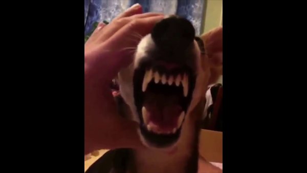 Собака делает ляляля