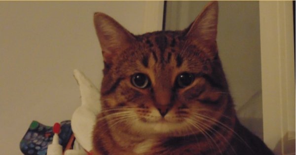 Рыжий понимающий кот