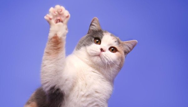 Кот тянет лапу