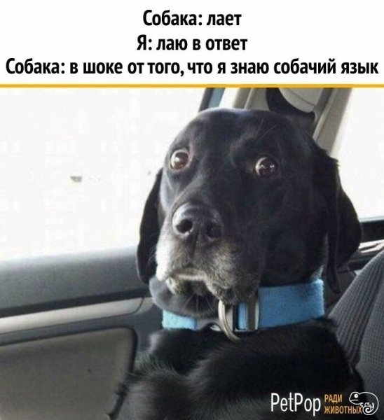 Собака удивлена