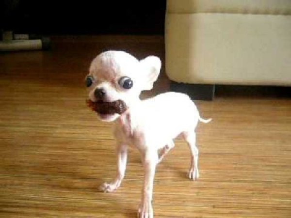 Чихуахуа хуеныши