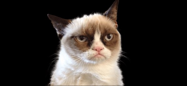 Грампи Кэт порода