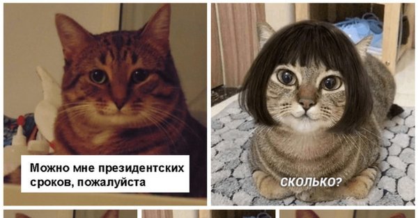 Мемы с котами в париках