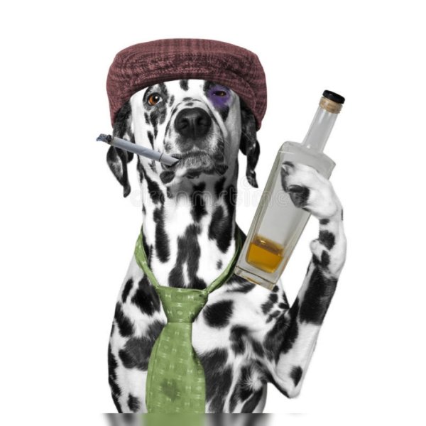 Пес в шапке с сигаретой