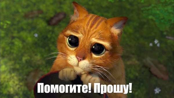 Взгляд кота из Шрека