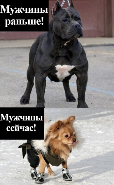 Собаки раньше собаки сейчас