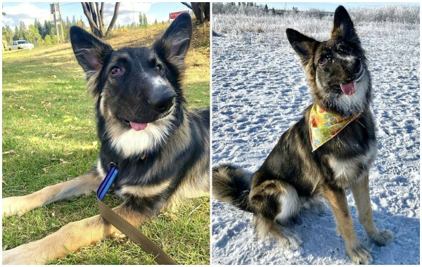 Собака с перекошенной мордой