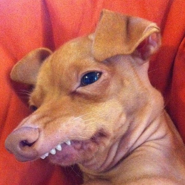 Собаки с короткой мордой