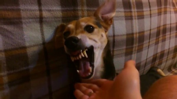 Собака лалала