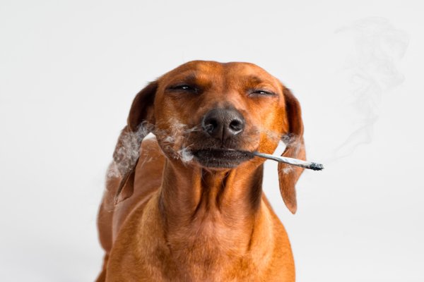 Пес курит